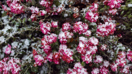Fototapeta premium Autumn red burgundy chrysanthemum flowers in the snow. Chrysanthemums covered with frost First snow and frost, ice on flowers in late autumn. Selective focus. Postcard. Winter floral background.