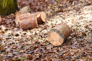 Woodcutter saws tree with chainsaw. Felling tree with chainsaw in the forest. Czech Republic, Europe.