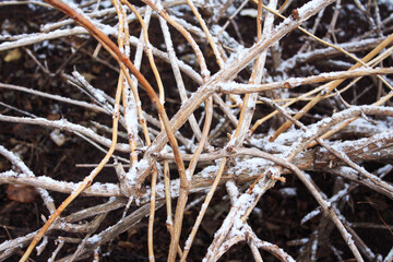 Snow lies on the vine branches in autumn. Blurred background. Dry branches covered with frost. First snow and frost, ice on the branches Selective focus. Postcard. Winter background. Place for text.