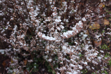 Snow lies on the branches. Dry flowers covered with frost. First snow and frost, ice on the branches Selective focus. Postcard. Winter background. Place for text.