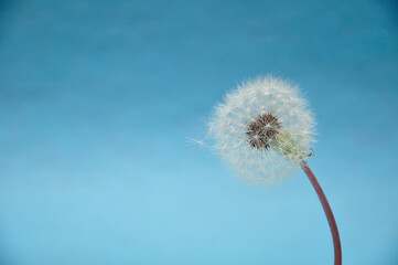 A dandelion isolated against a blue background