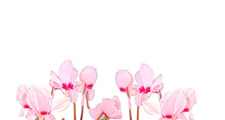 Frame of pink cyclamen flowers on white background, horizontal