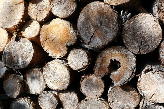 Stored logs (wood / materials) 保管している丸太 (木材・資材)