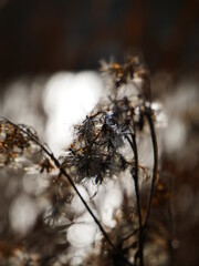 Frost an einem kalten Wintertag.