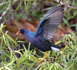 American purple gallinule up close in Everglades National Park at Shark Valley. Porphyrio martinicus.