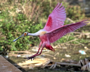 A Roseate spoonbill coming in for a landing.