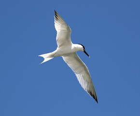 Sandwich tern in flight with sky blue background. Thalasseus sandvicensis.