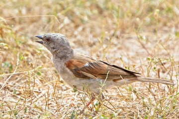 Northern Grey-headed Sparrow (Passer griseus) adult feeding on weed seeds, Gambia.