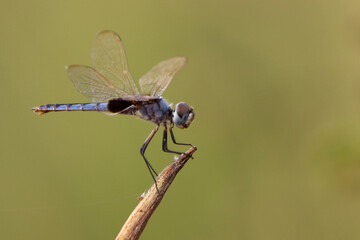 Blue Basker dragonfly (Urothemis edwardsii) perched, Gambia.