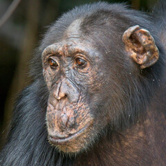 Chimpanzee (Pan troglodytes) adult female in a tree, Chimpanzee Rehabilitation Project, River Gambia National Park, Gambia.