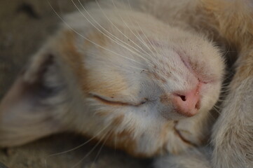 brown kitten close up in sunshine