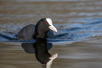 Bläßhuhn (Fulica atra)