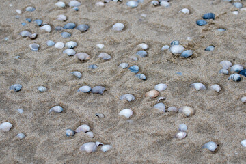Fototapeta na wymiar Muscheln im Sand