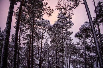 Winter landscape in Oulanka National Park, Lapland, Finland