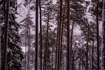 Winter landscape in Oulanka National Park, Lapland, Finland