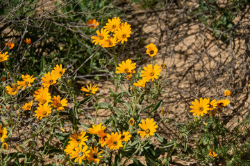 namaqualand daisies