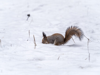 Squirrel hides nuts in the white snow