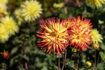 Multicolored (yellow-orange) dahlia close-up in fall in October morning 2020. Blur background.