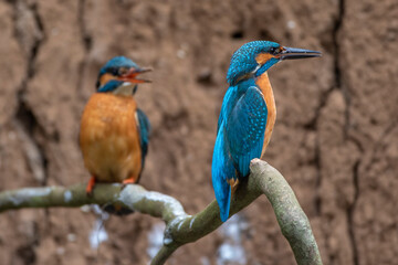 Eisvogel (Alcedo atthis) Männchen und Weibchen
