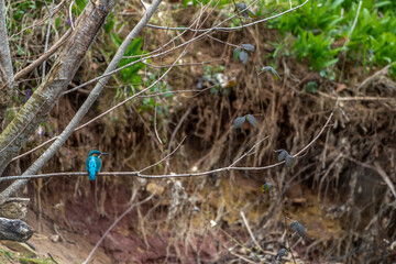 Naklejka na ściany i meble Eisvogel (Alcedo atthis) Männchen in seinem Lebensraum