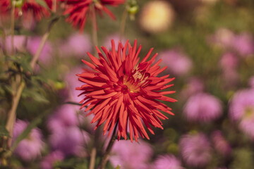 Orange cactus dahlia close up.October.Morning.2020
