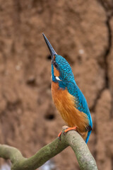Eisvogel (Alcedo atthis) Männchen