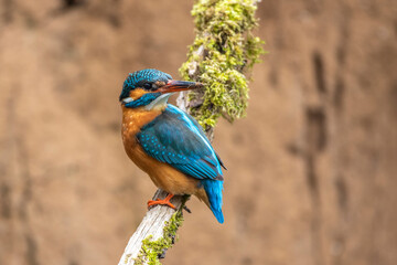 Eisvogel (Alcedo atthis) Weibchen