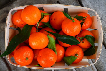 Basket of orange clementine fruit from Corsica with foliage