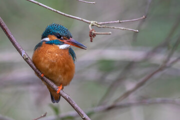 Eisvogel (Alcedo atthis) Weibchen