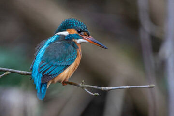 Eisvogel (Alcedo atthis) Weibchen