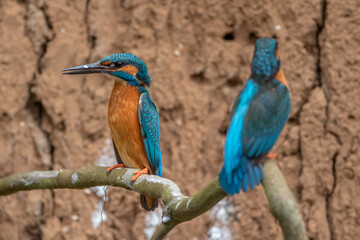 Eisvogel (Alcedo atthis) Männchen und Weibchen