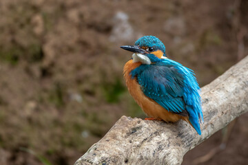 Eisvogel (Alcedo atthis) Männchen