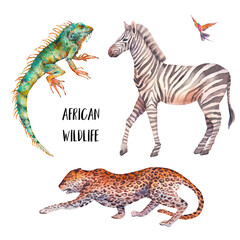 Watercolor safari animals illustration. Hand drawn set of animals isolated on white background. African fauna: leopard, zebra, iguana