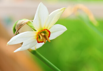 Single White Daffodil flower isolated on a daffodil field