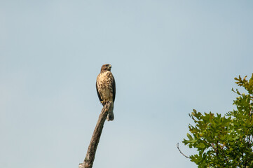 Broad-Winged Hawk Perched