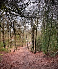 chemin de forêt automnale