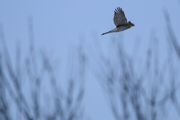 Cooper's Hark in flight