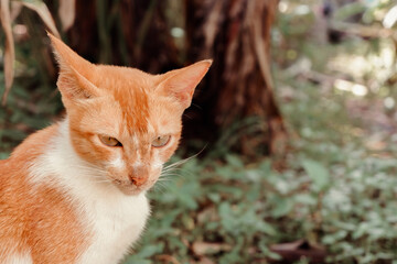 wild golden cat in tropical jungle
