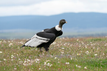 Fototapeta premium The Andean condor (Vultur gryphus)