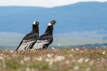 The Andean condor (Vultur gryphus)