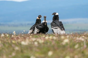 The Andean condor (Vultur gryphus)