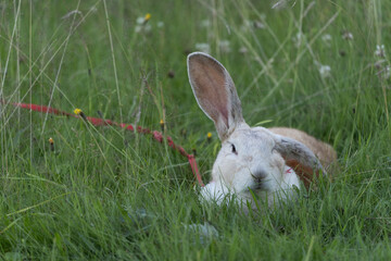 rabbit in the grass