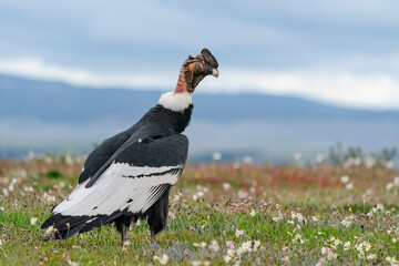 The Andean condor (Vultur gryphus)