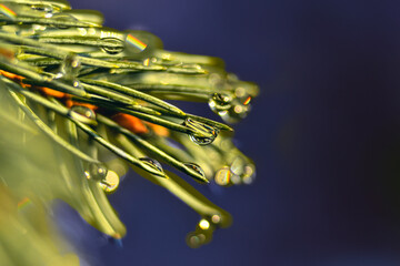 Close up on a pine tree branch, full of needles covered in rain drops , catching light and creating bokeh effect with a shallow depth of field