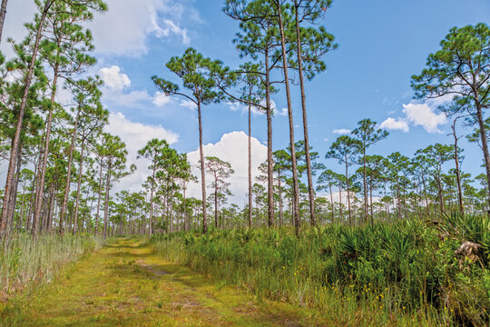 Trail in the  Jonathan Dickinson State Park