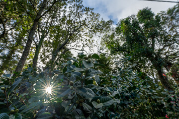 Fototapeta premium Flora of a park in Ponta Delgada, Azores