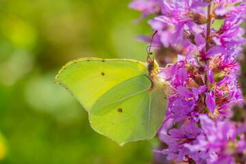 Motyl