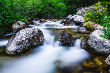 Stream in the forest (Ulldeter, Pyrenees Mountains, River of Ter)