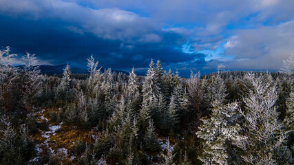 Mountains pine forest beautiful winter landscape from a height