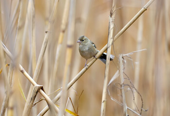 The female common chaffinch (Fringilla coelebs) sits on a thin branch of reed in dense thickets. Close-up photo